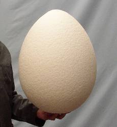 large egg