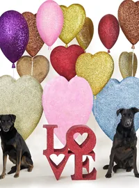 Glitter heart balloons and LOVE letters photographed with rescue dogs
