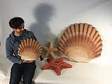 model sea shells -